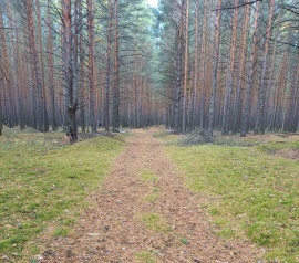 Прирезка лесных участков Кадастровые работы в Пензе
